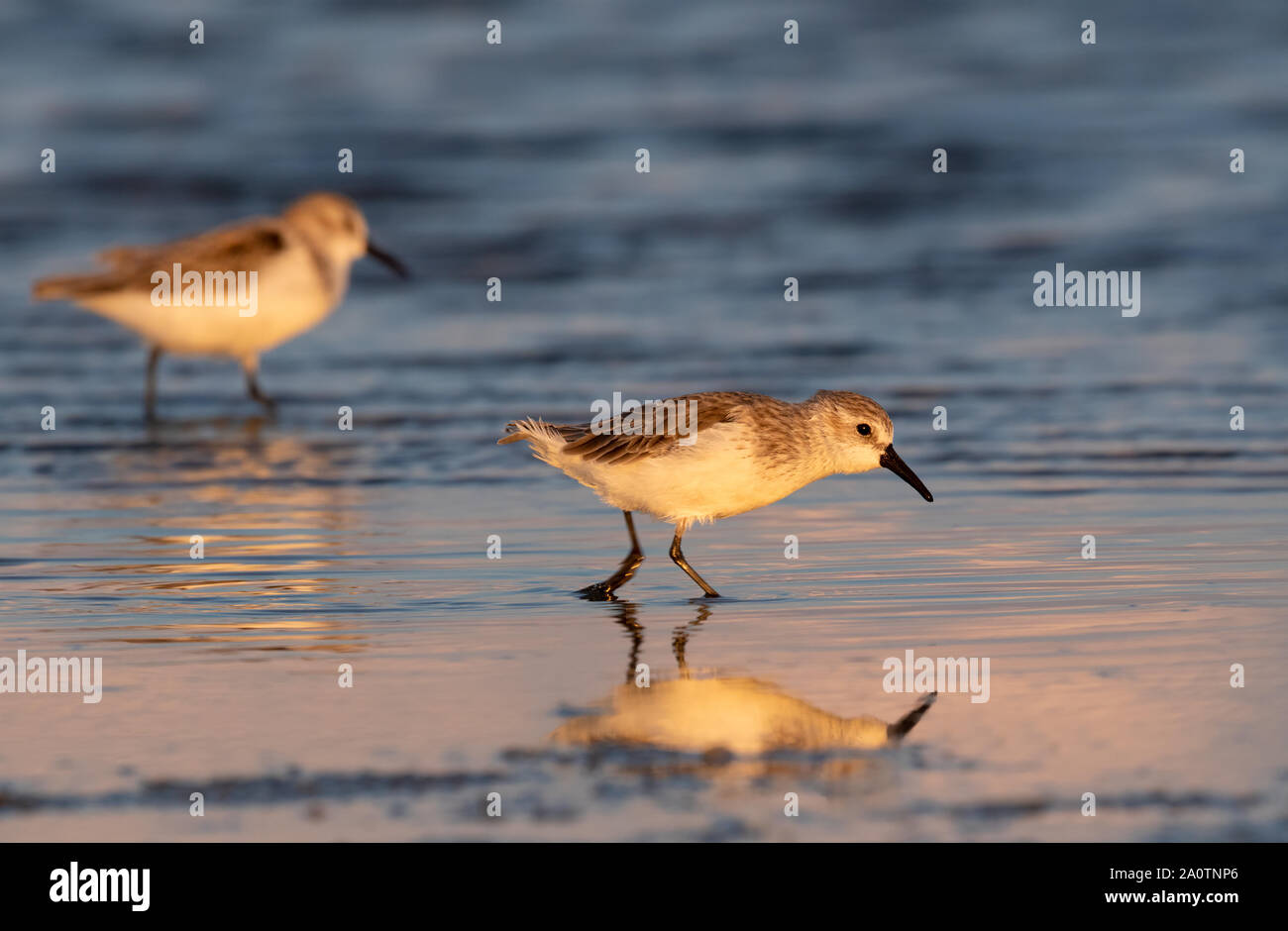 Les bécasseaux (Calidris mauri) alimentation en plumage d'hiver le long de la plage sur l'océan au coucher du soleil, Galveston, Texas, États-Unis. Banque D'Images