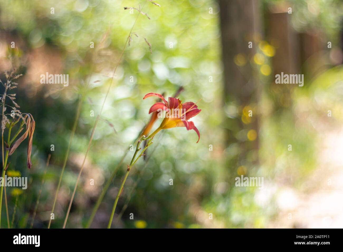 Hemerocallis Lilioasphodelus Orange plante, Turquie Banque D'Images