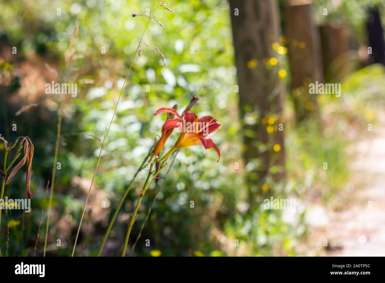 Hemerocallis Lilioasphodelus Orange plante, Turquie Banque D'Images