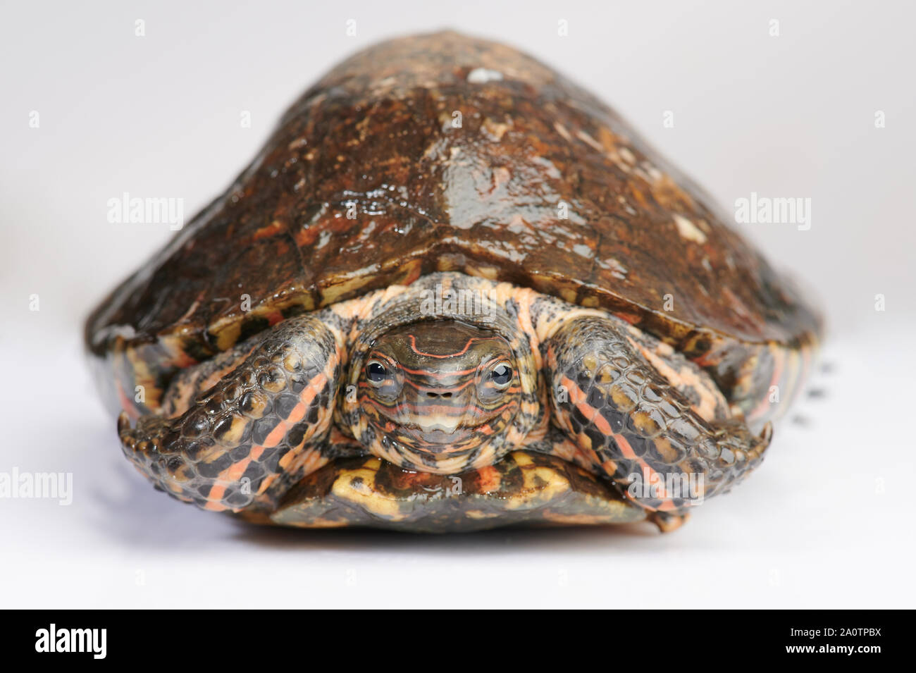 Portrait de la tortue de terre isolé sur fond blanc Banque D'Images