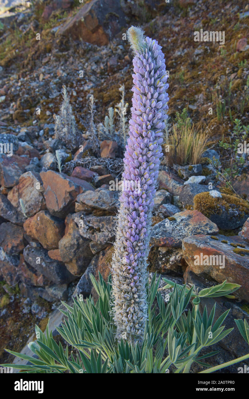 Dalea weberbaueri (Fabaceae) à proximité d'Alpamayo Basecamp dans la Cordillera Blanca, Ancash, Pérou Banque D'Images