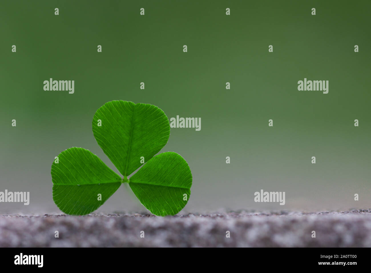 Clover Leaf sur fond dégradé vert clair Banque D'Images