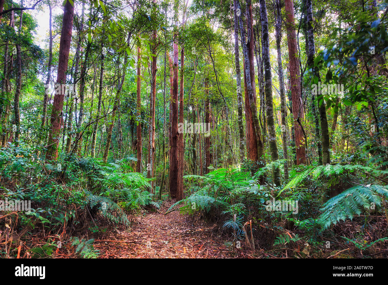 La piste de randonnée en profonde gum tree woods Parc National de Dorrigo entre de grands troncs d'arbres à feuilles persistantes et de fougères - caractère endémique du continent australien. Banque D'Images