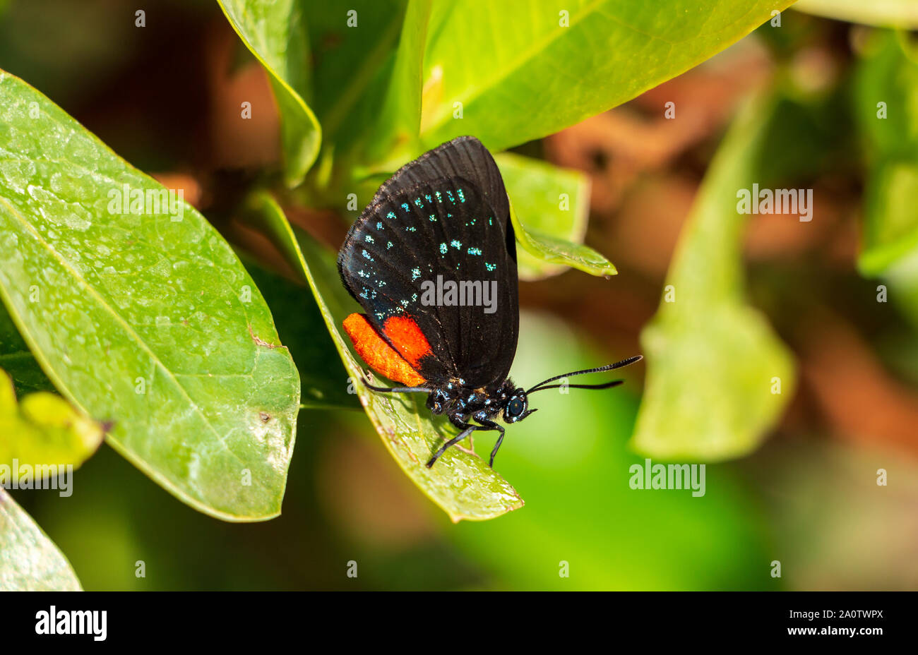 L'Atala butterfly (Bettongia atala florida) on leaf - Pembroke Pines, Florida, USA Banque D'Images L'Atala butterfly (Bettongia atala florida) on leaf - Pembroke Pines, Florida, USA Banque D'Images