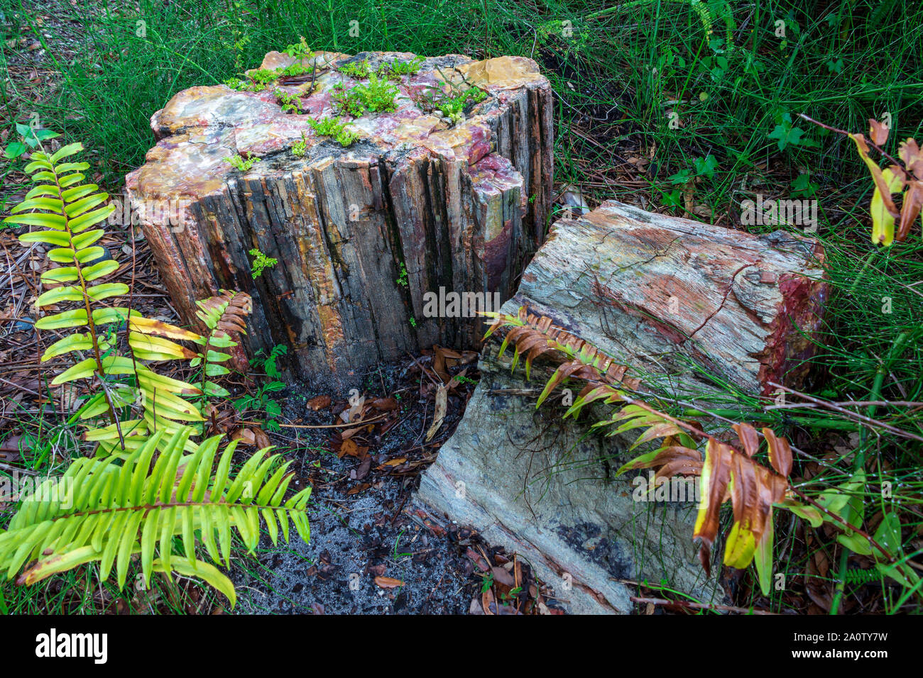 Le bois pétrifié deux souches d'arbre en arbre fossilisés, forêt Banque D'Images