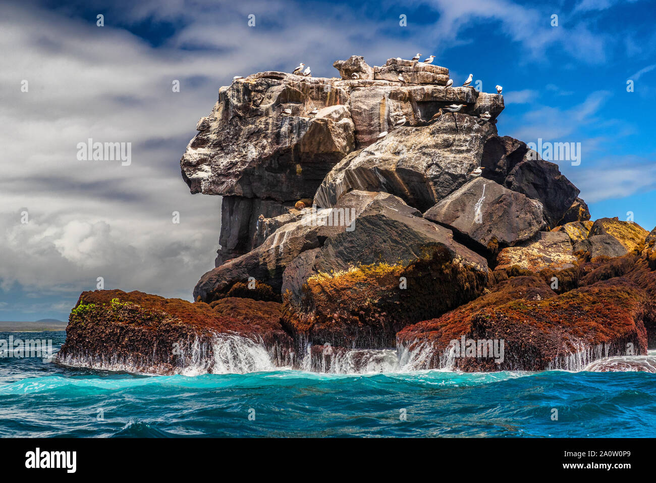 Nature Paysage et animaux Galapagos : Nazca boobies et lions de mer sur la roche dans l'océan. Les animaux emblématiques et célèbres et de la faune. galapagos Fous de Nazca sont indigènes aux îles Galapagos, en Équateur. Banque D'Images