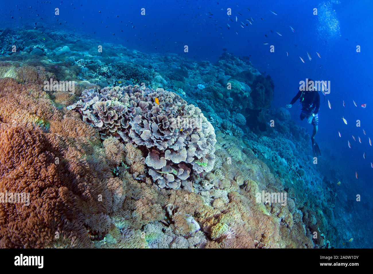 Divemaster indonésien guide la façon de les jardins de corail. Nusa Lembongan, à Bali, Indonésie, 2016 Banque D'Images Divemaster indonésien guide la façon de les jardins de corail. Nusa Lembongan, à Bali, Indonésie, 2016 Banque D'Images