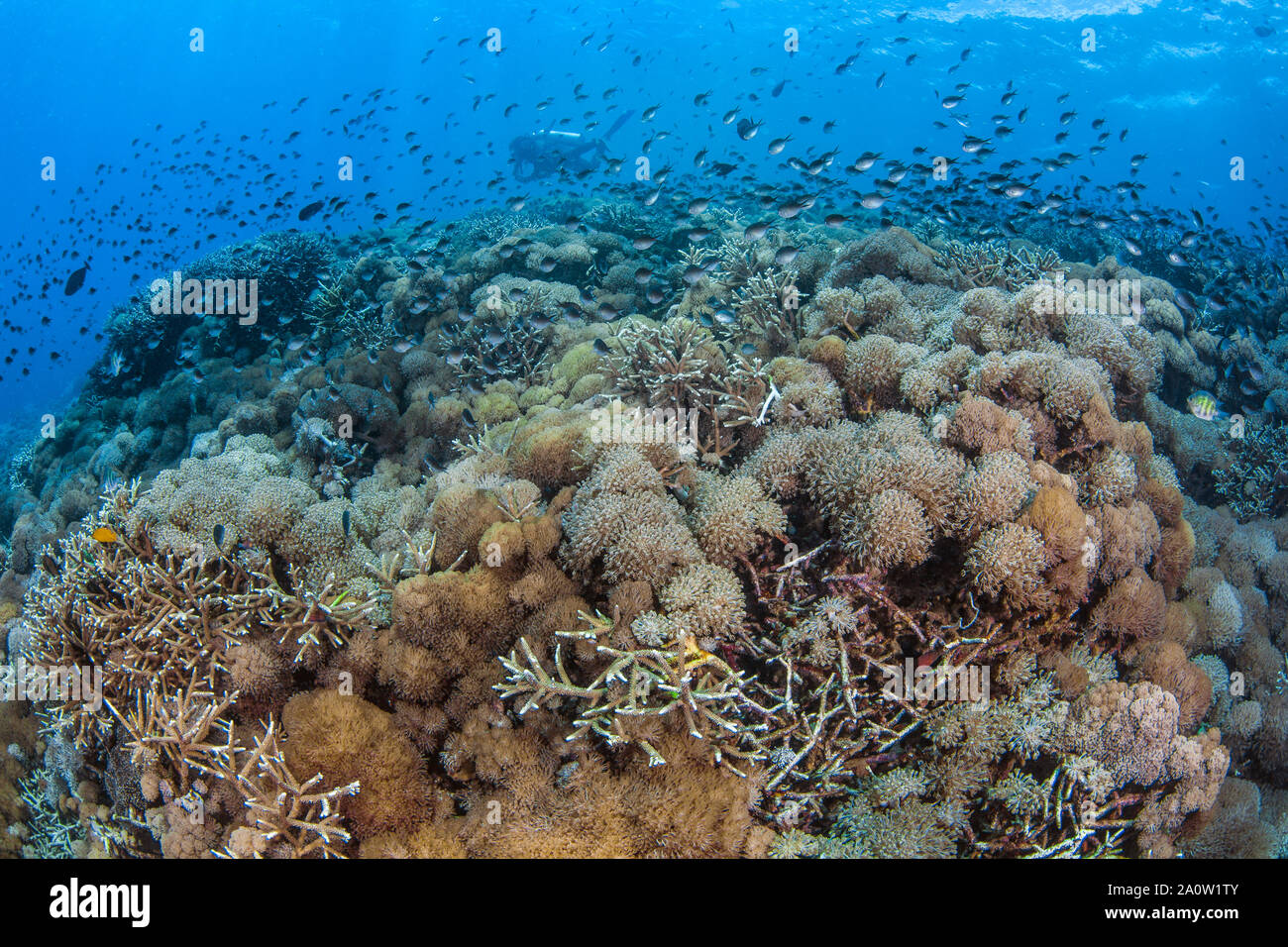 Santé des récifs de corail peuplées avec 'agitant la main' Xenia coraux et demoiselles.Scuba Diver en fond de l'eau bleu. Nusa Lambogan, Bali, Indonésie. Banque D'Images