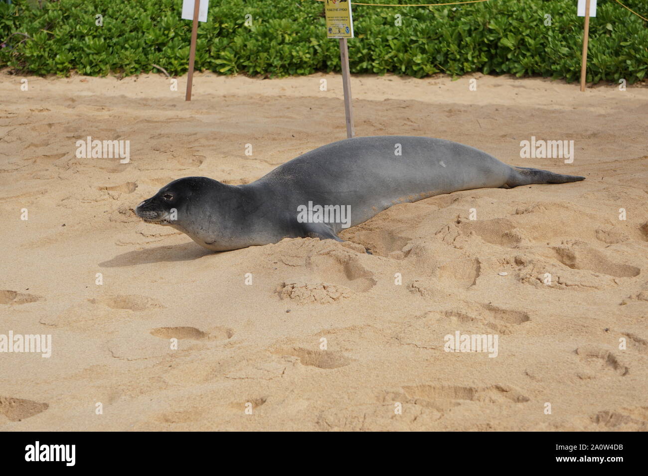 Hawaiian Monk Seal prend un repos sur Poipu Beach à Kauai. Les phoques monk, une espèce en voie de disparition, dorment souvent sur la plage pendant des heures. Banque D'Images