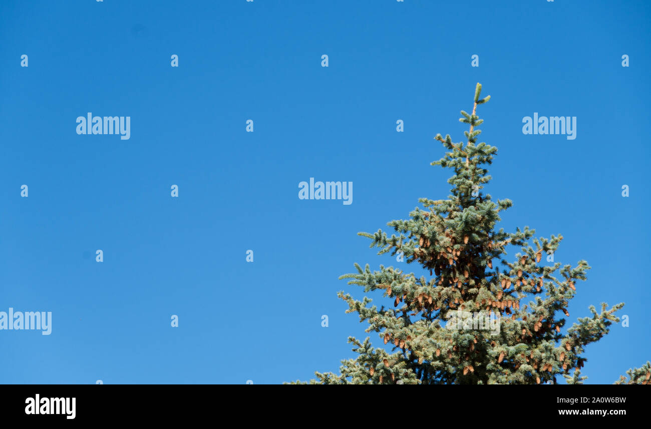 Pin unique sur jour bleu vif Banque D'Images