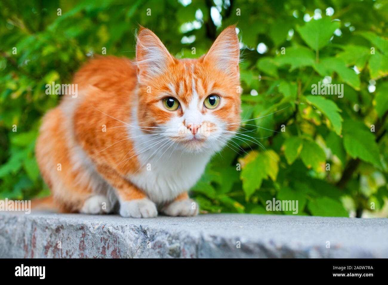 Couleur rouge et blanc chat mignon sur branche d'arbre vert feuilles contexte close up, des yeux verts très poilu gingembre kitty, pussycat orange, jaune chaton Banque D'Images
