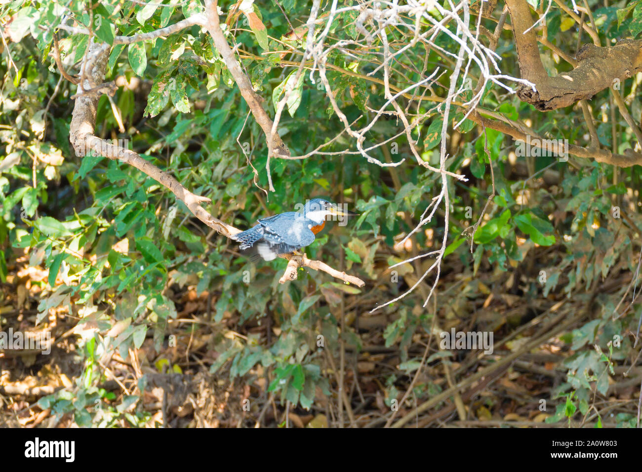 Ringed kingfisher sur la nature du Pantanal, Brésil. La faune du Brésil Banque D'Images