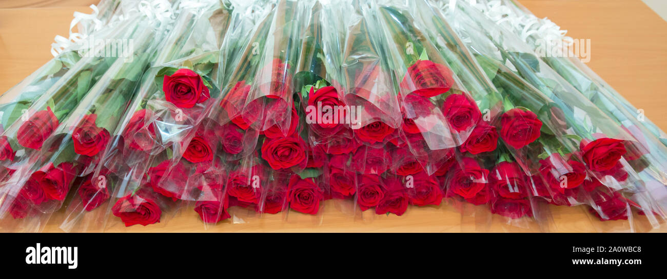 Bouquet de roses rouges pour la Saint Valentin félicitations et l'amour des couples show.bouquet roses rouges fond blanc copie espace.bouquet de rose rouge Valentine Banque D'Images