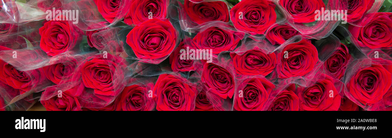 Bouquet de roses rouges pour la Saint Valentin félicitations et l'amour des couples show.bouquet roses rouges fond blanc copie espace.bouquet de rose rouge Valentine Banque D'Images