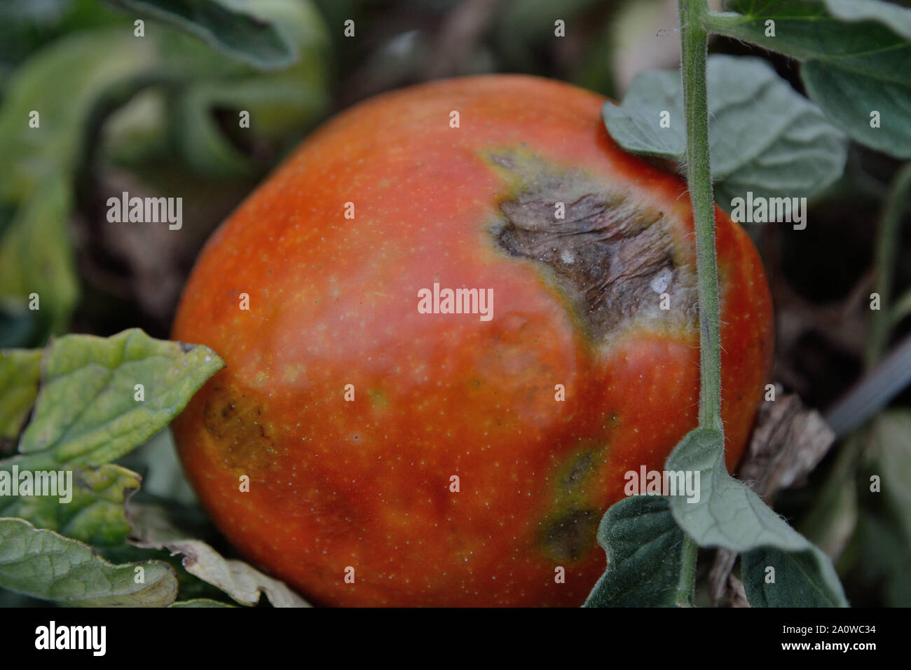 Le mildiou se propage de tomates, Phytophthora infestans Banque D'Images