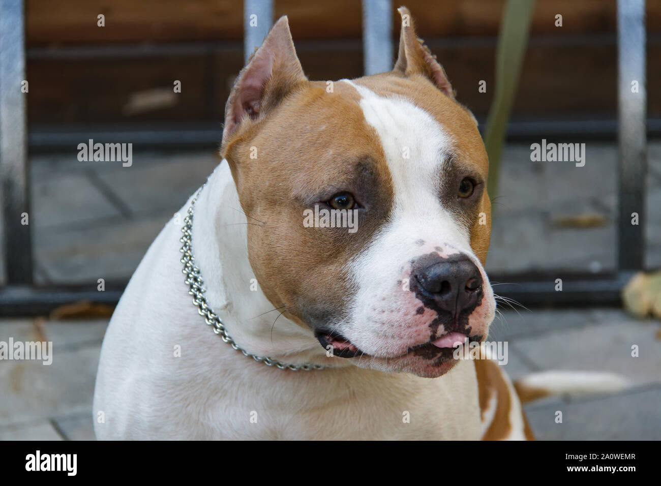 L'American Pit Bull Terrier est la race de chien la plus dangereuse dans le monde. Combats Bull Terrier. Banque D'Images