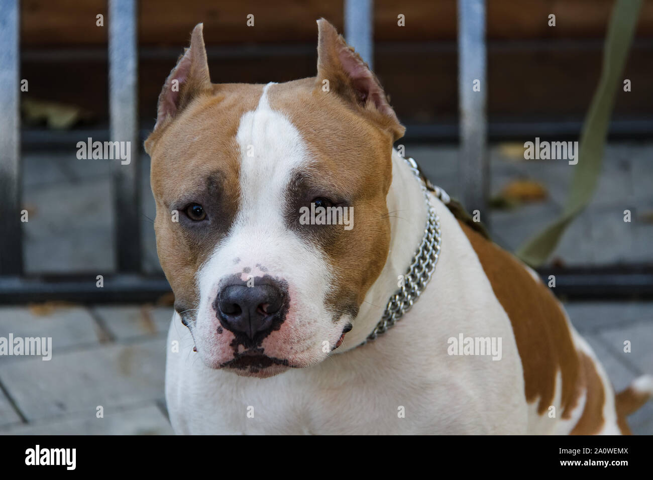 L'American Pit Bull Terrier est la race de chien la plus dangereuse dans le monde. Combats Bull Terrier. Banque D'Images