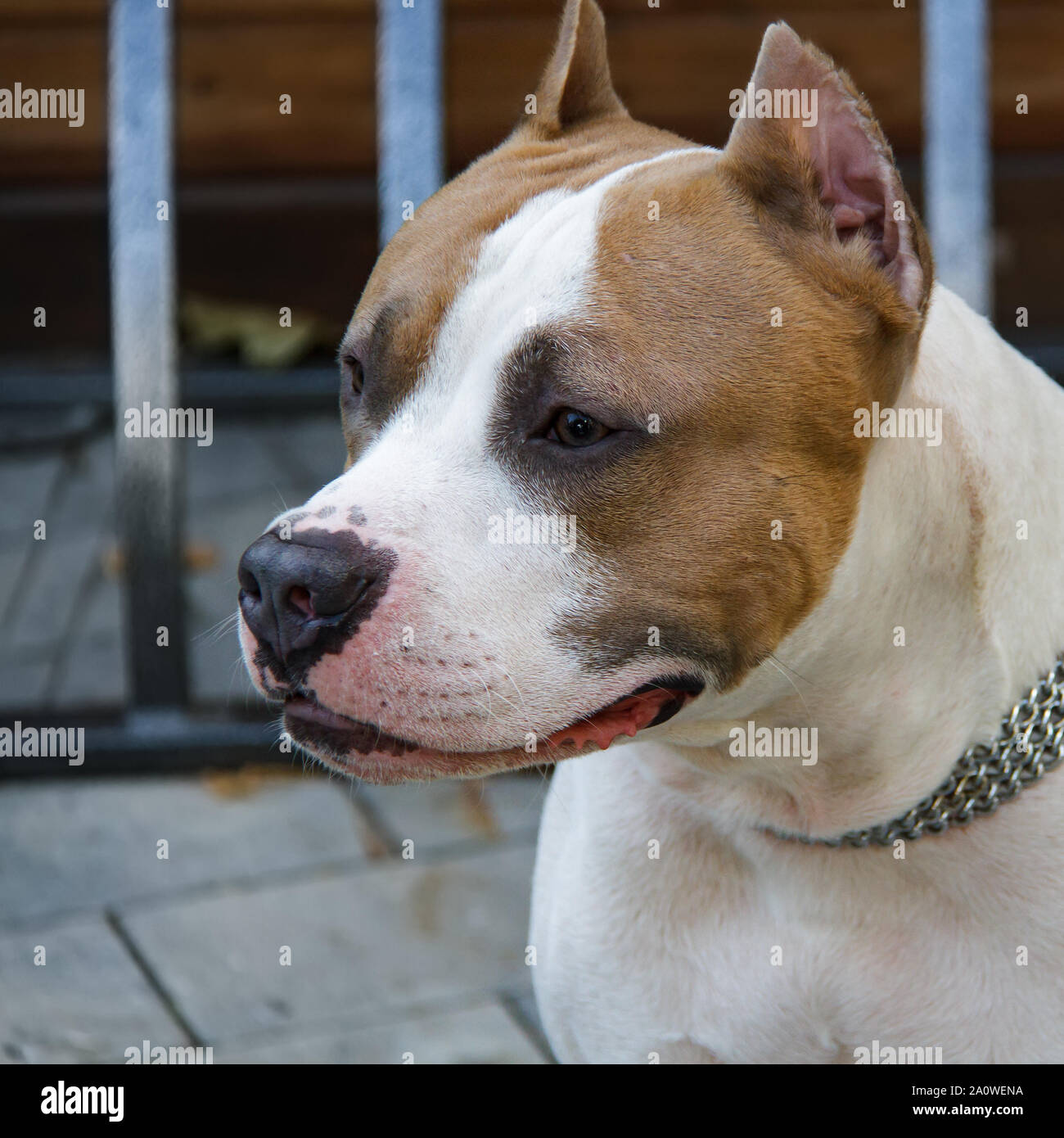 L'American Pit Bull Terrier est la race de chien la plus dangereuse dans le monde. Combats Bull Terrier. Banque D'Images