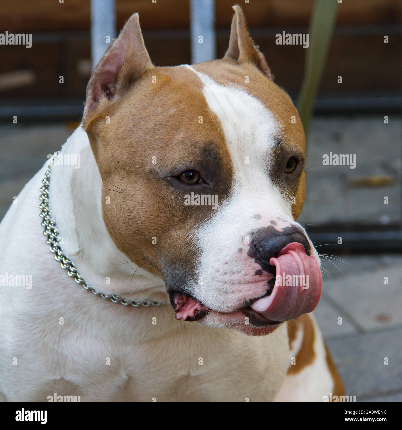 L'American Pit Bull Terrier est la race de chien la plus dangereuse dans le monde. Combats Bull Terrier. Banque D'Images