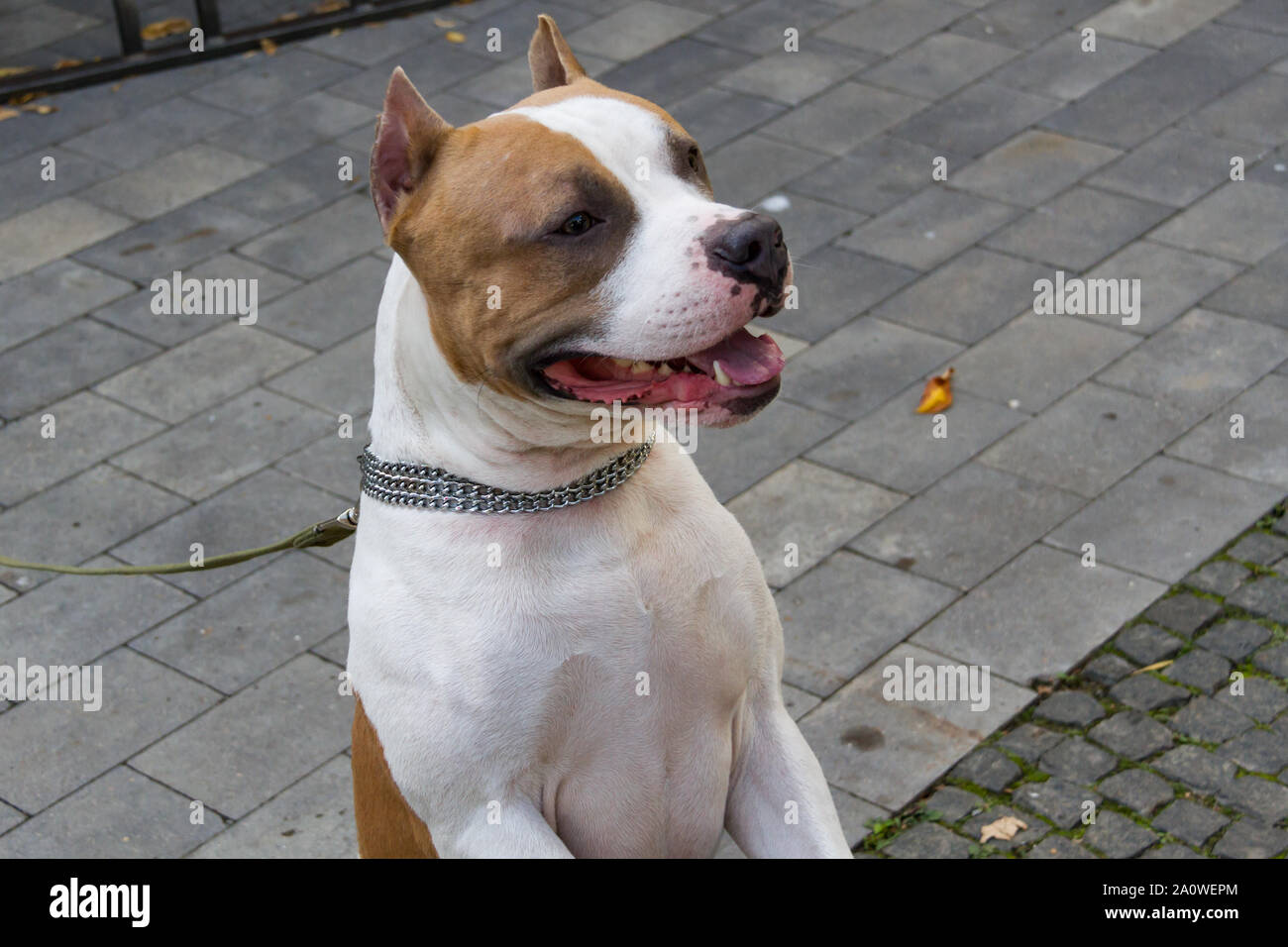 L'American Pit Bull Terrier est la race de chien la plus dangereuse dans le monde. Combats Bull Terrier. Banque D'Images