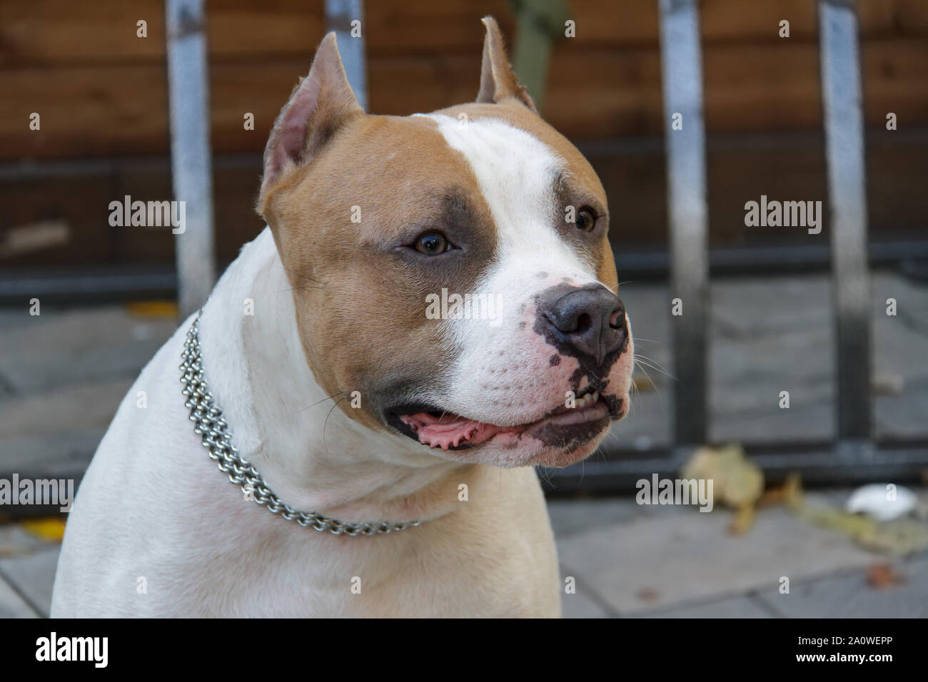 L'American Pit Bull Terrier est la race de chien la plus dangereuse dans le monde. Combats Bull Terrier. Banque D'Images