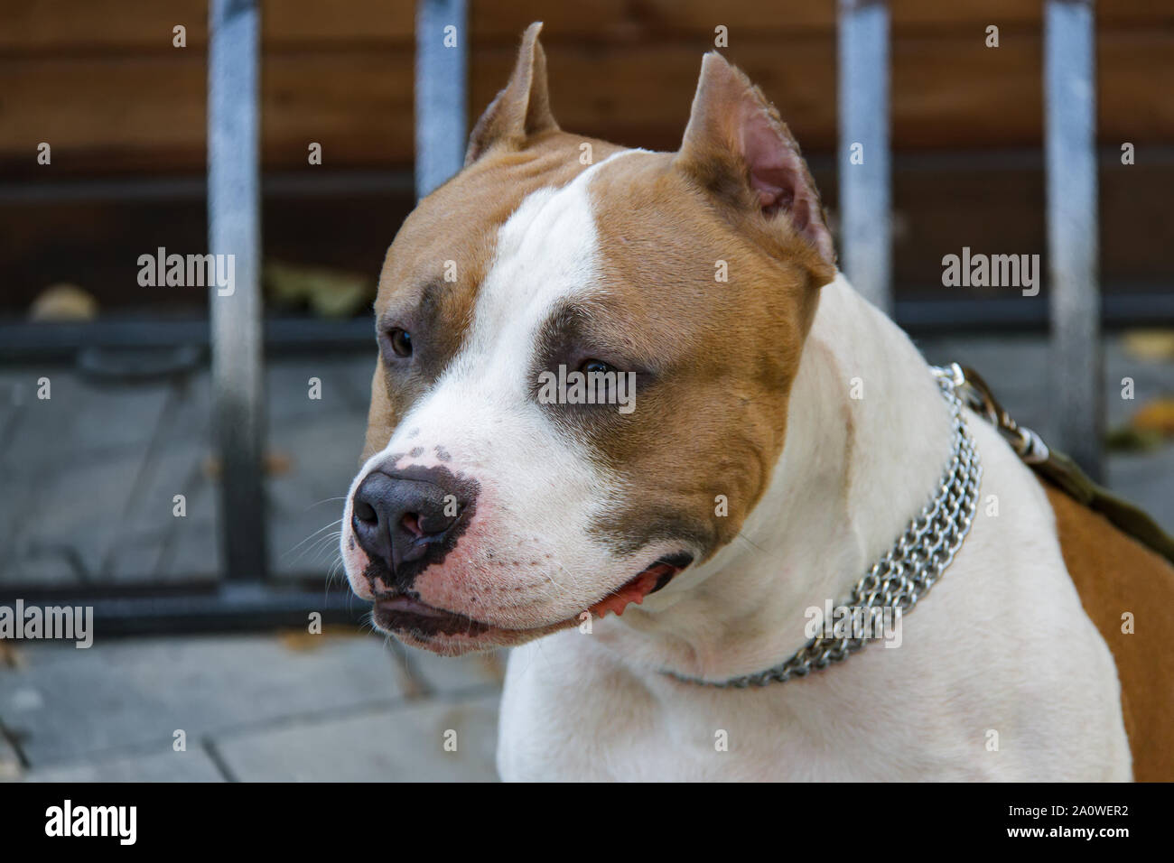 Pit Bull Dog Fight Photos Pit Bull Dog Fight Images Alamy