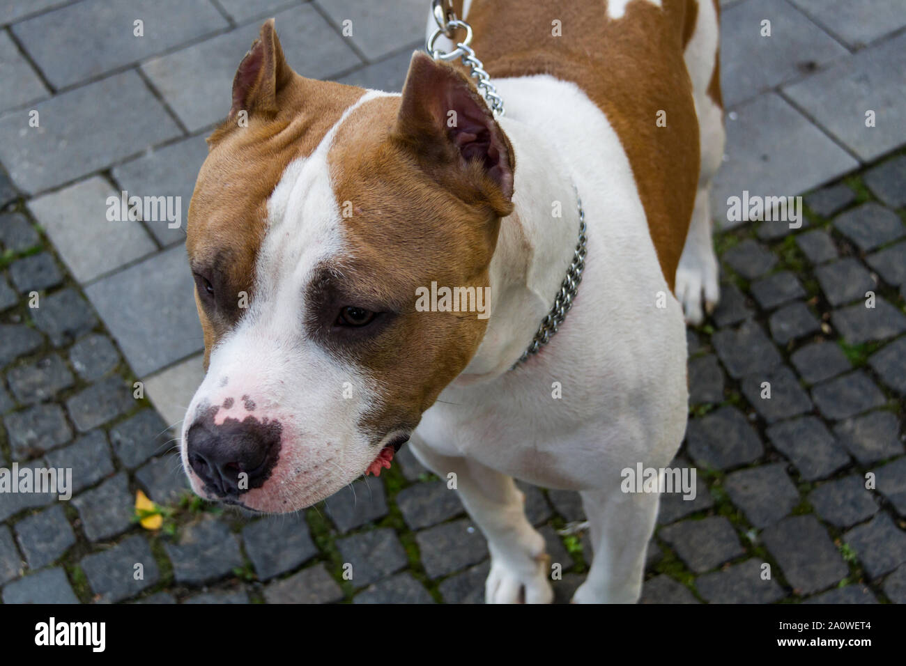 L'American Pit Bull Terrier est la race de chien la plus dangereuse dans le monde. Combats Bull Terrier. Banque D'Images