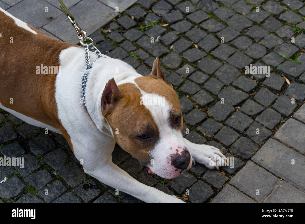 L'American Pit Bull Terrier est la race de chien la plus dangereuse dans le monde. Combats Bull Terrier. Banque D'Images