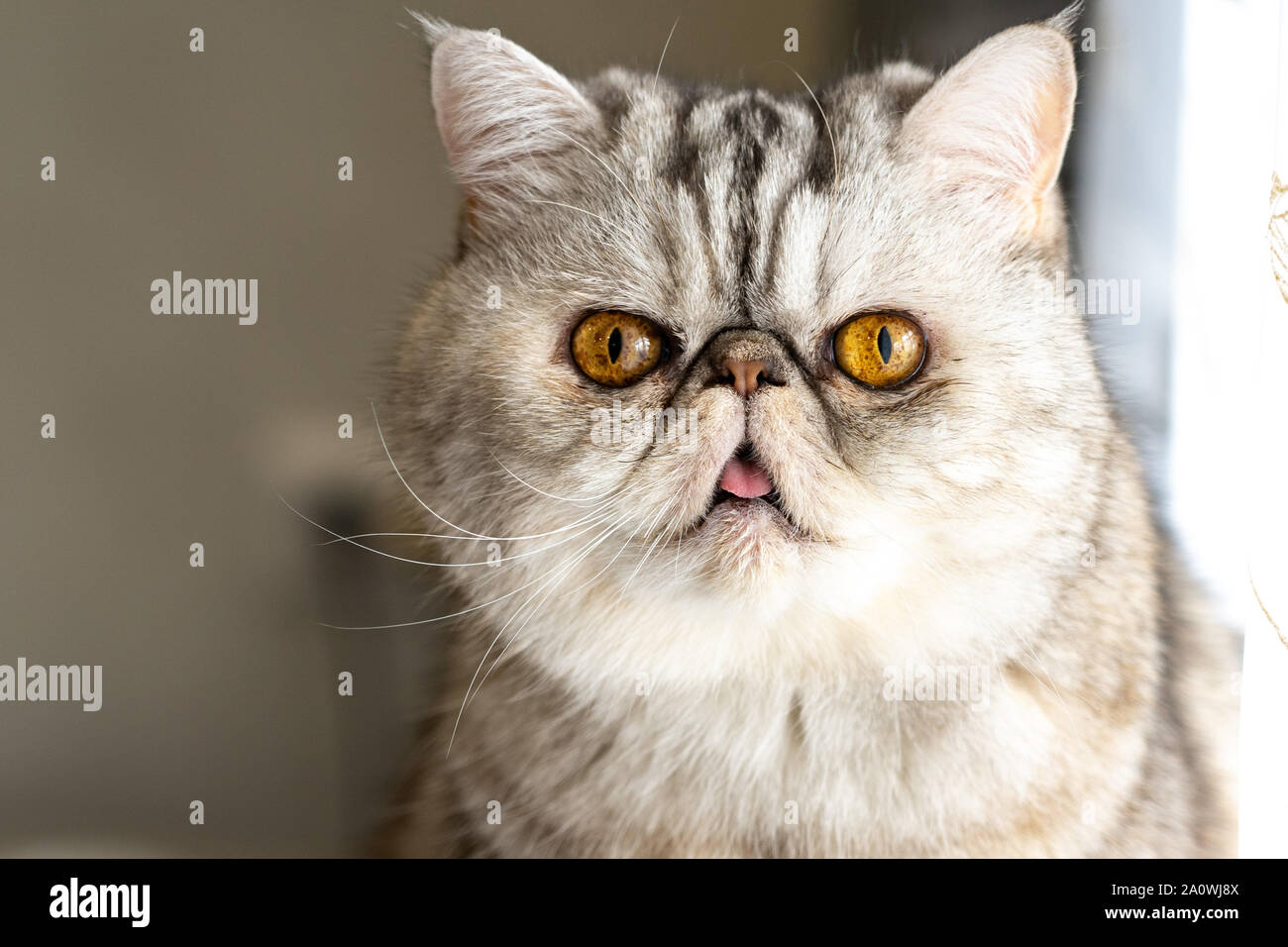 Le Persan Chat Gris Avec Des Yeux Jaune Indique La Langue Photo Stock Alamy