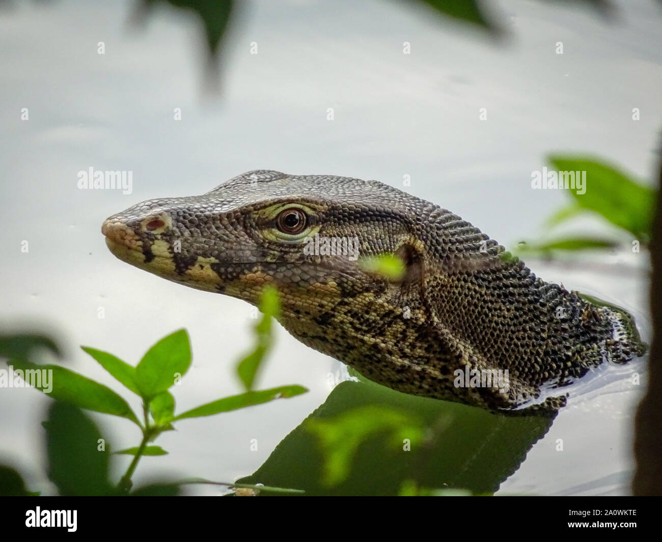 Bangkok / Thaïlande - 21 septembre 2018 : dragon de Komodo la natation dans un lac dans le Parc Lumphini Bangkok Thaïlande Banque D'Images