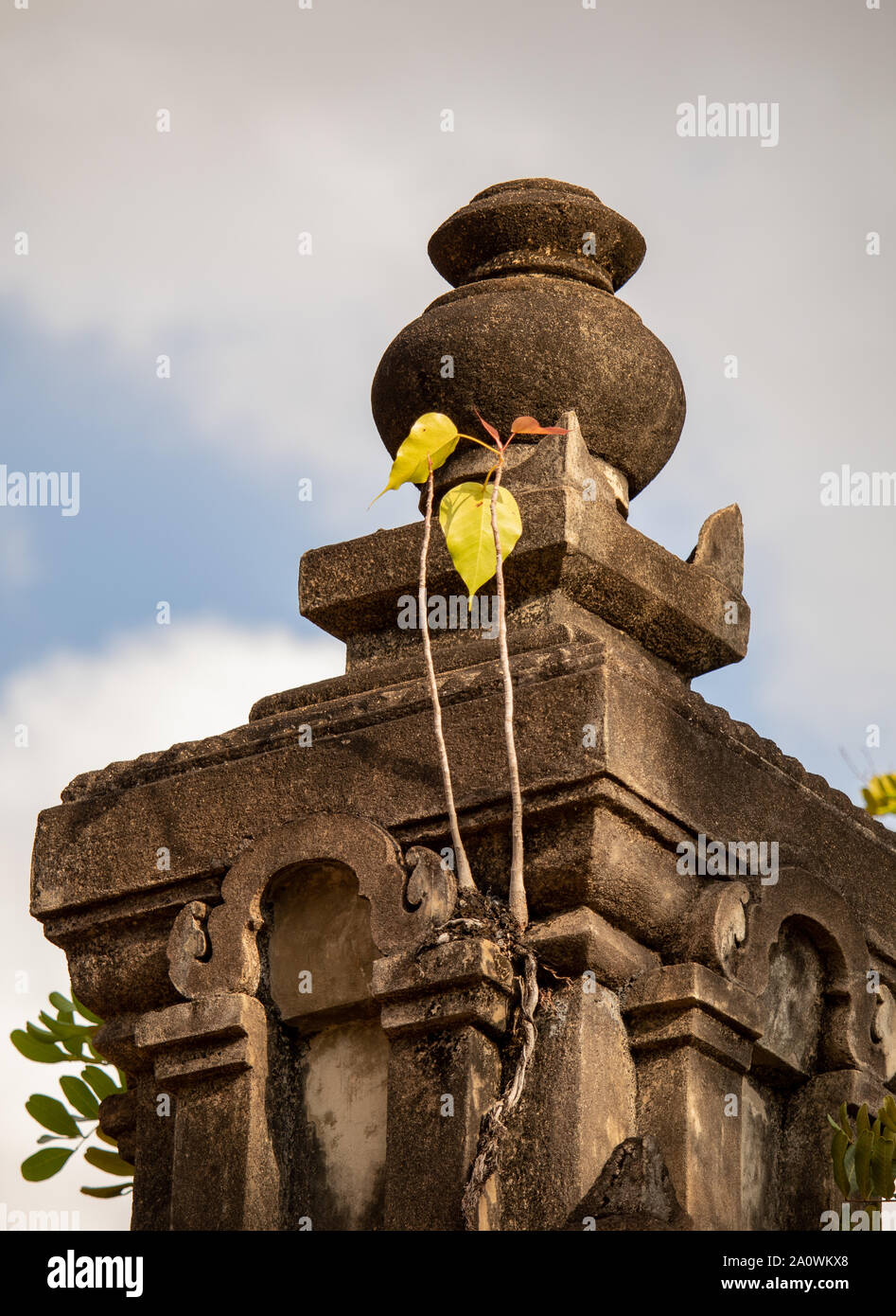 Siem Reap / Cambodge - le 26 octobre 2018 : Nouvelle vie de germes les fissures d'un monument en pierre à Siem Reap au Cambodge Banque D'Images