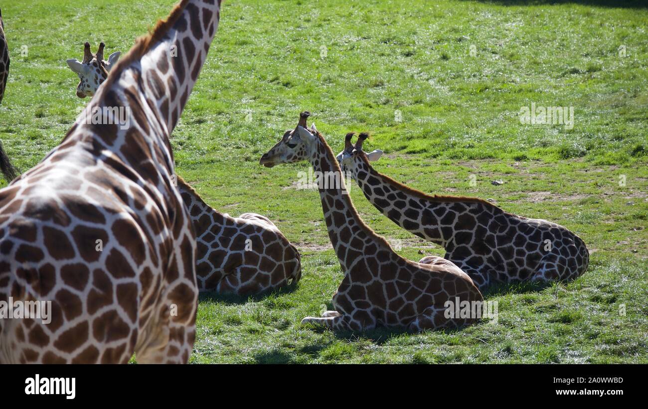 Girafes et zèbres profitant du soleil en été. Photos prises à Longleat Safari Park. Banque D'Images