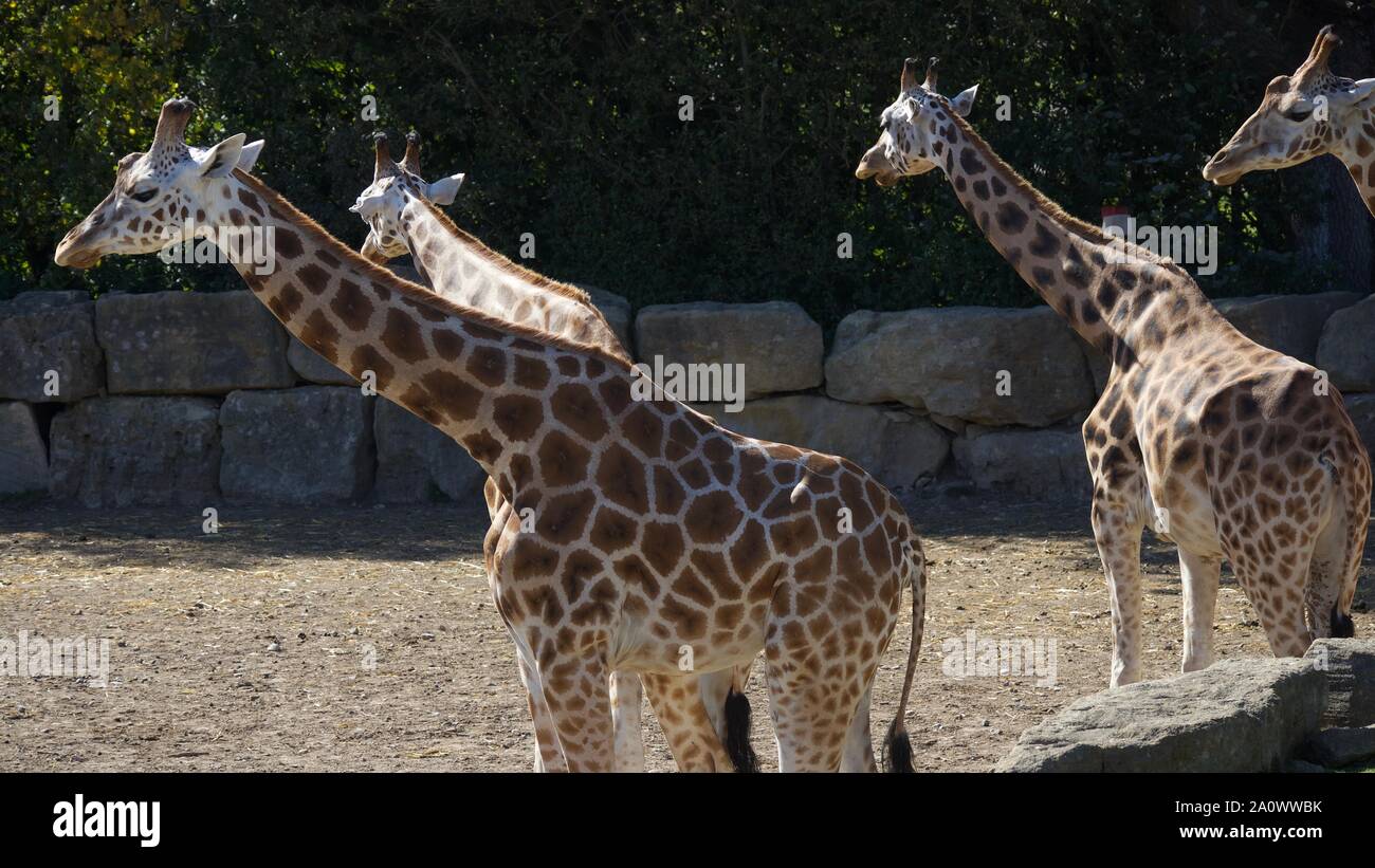 Girafes et zèbres profitant du soleil en été. Photos prises à Longleat Safari Park. Banque D'Images