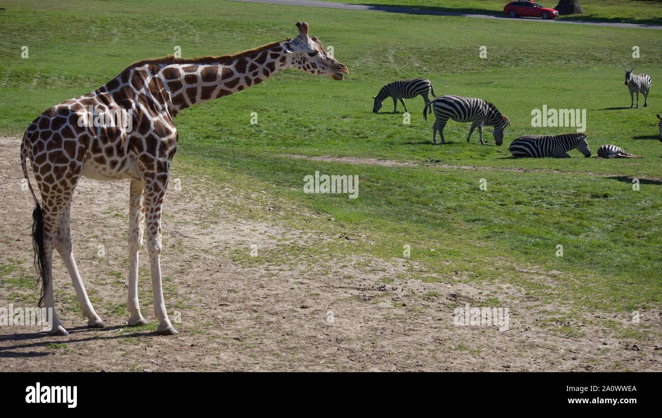 Girafes et zèbres profitant du soleil en été. Photos prises à Longleat Safari Park. Banque D'Images