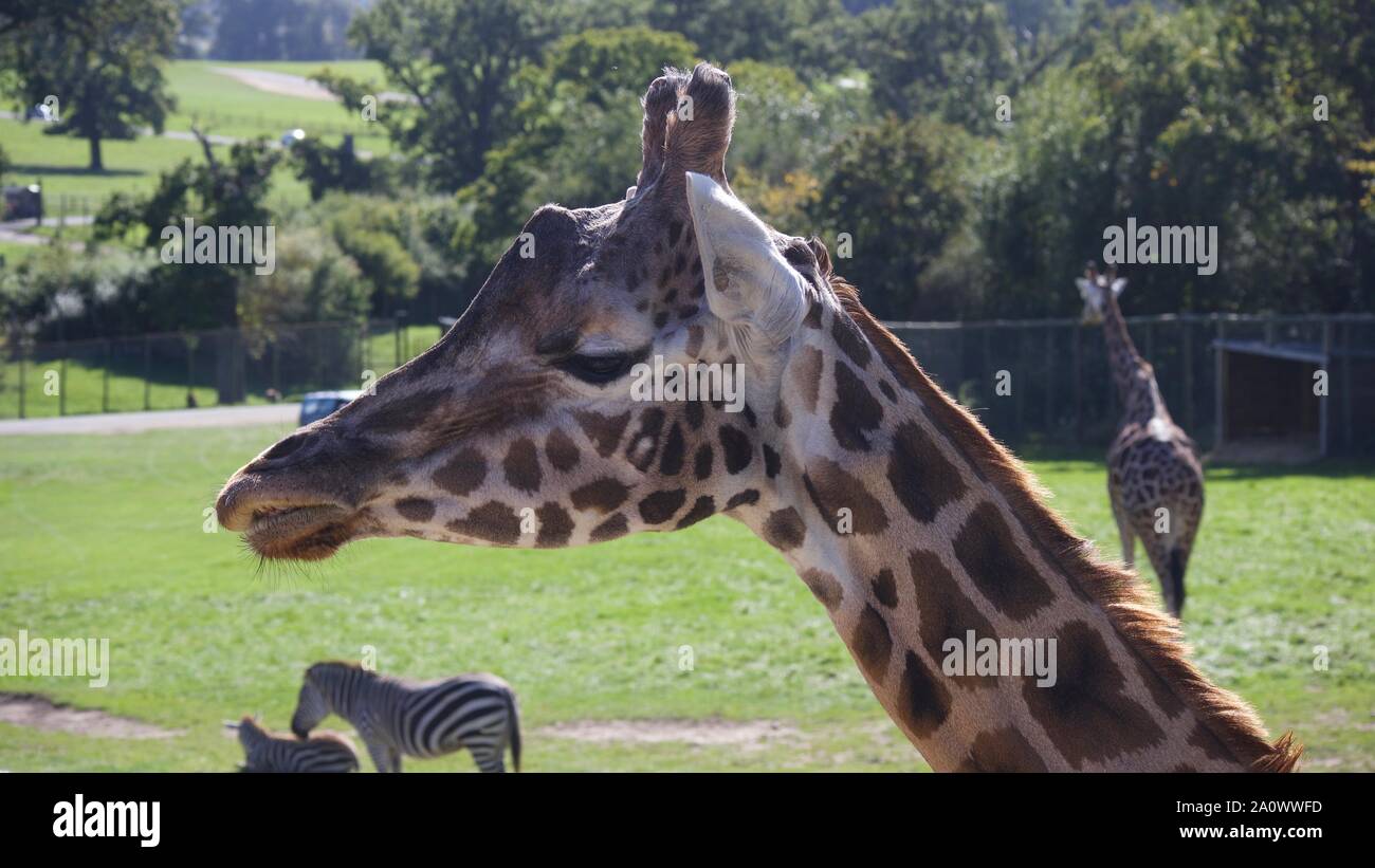 Girafes et zèbres profitant du soleil en été. Photos prises à Longleat Safari Park. Banque D'Images