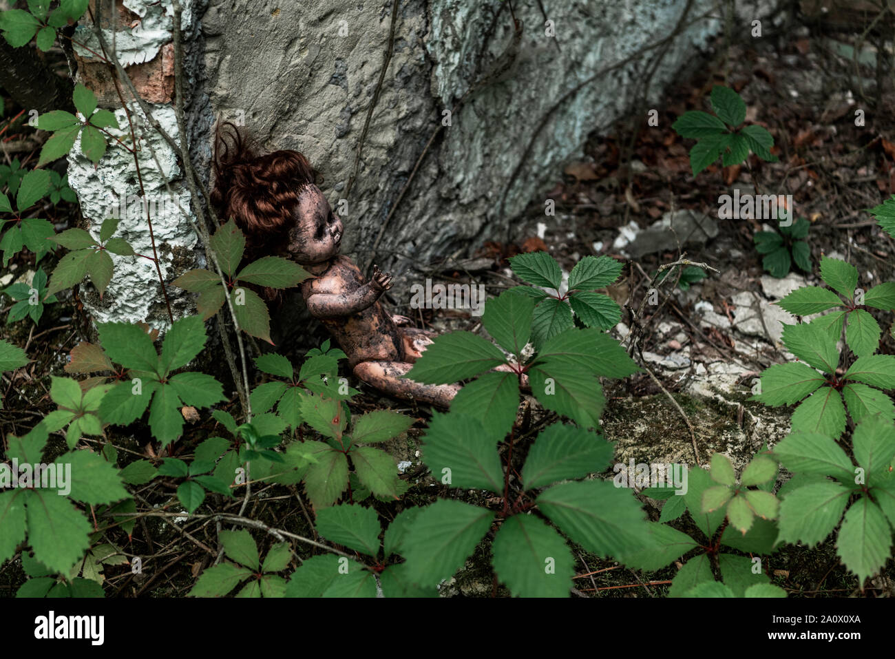 Vue aérienne de Burnt baby doll près de feuilles vertes et de tronc de l'arbre à Tchernobyl Banque D'Images