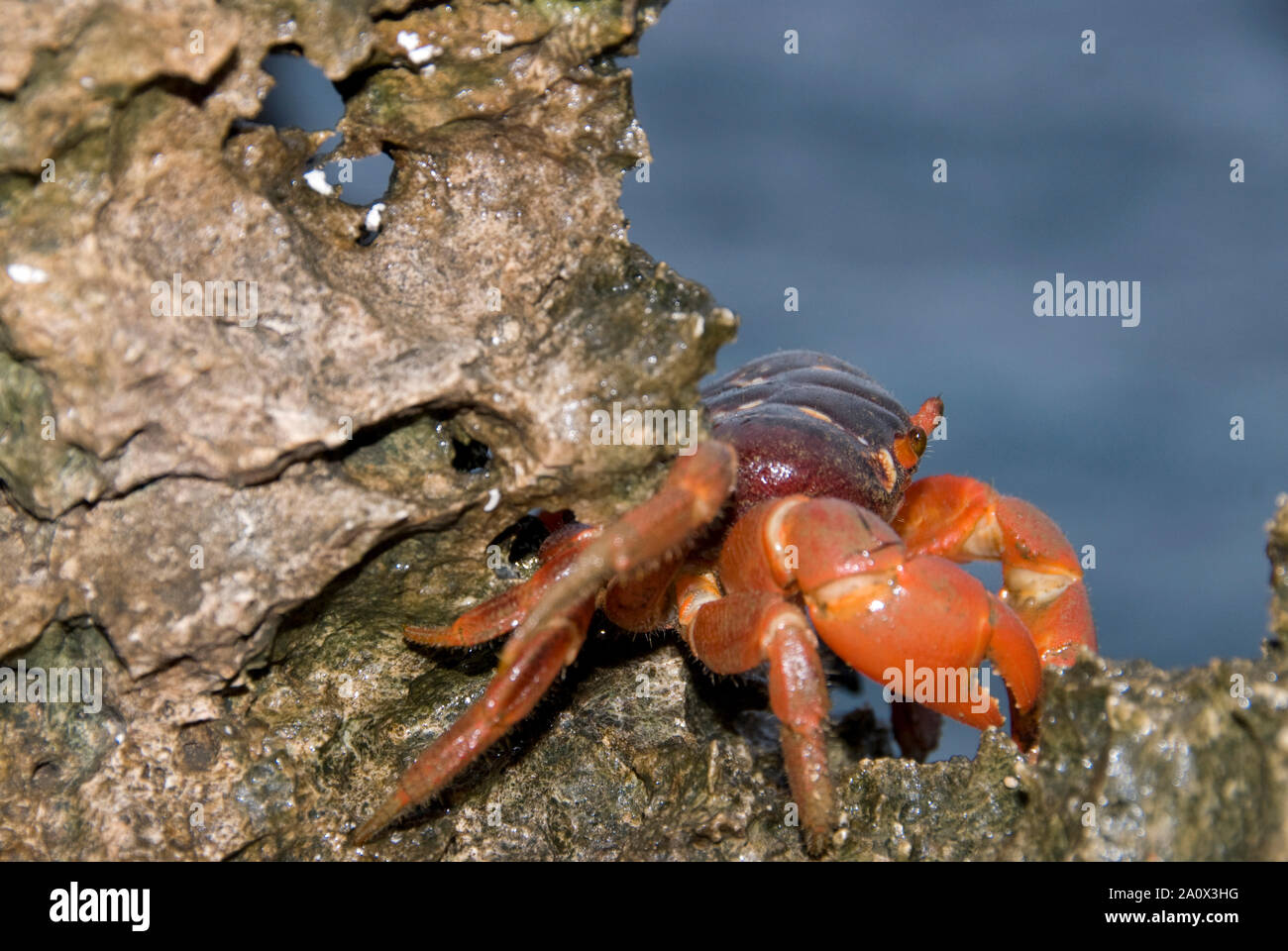 Crabe rouge, Gecarcoidea natalis, sur le rocher, Christmas Island, Australie Banque D'Images