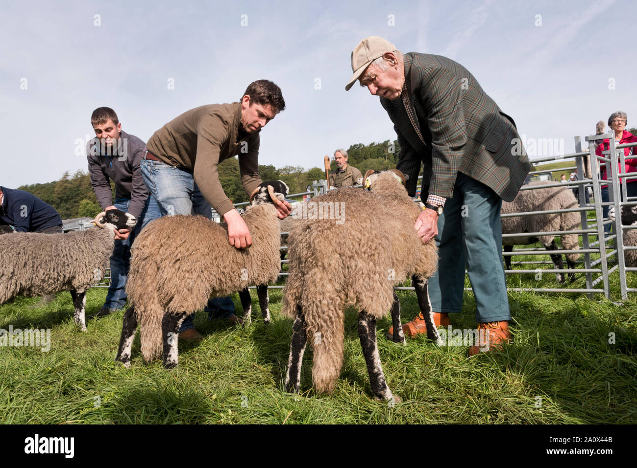 Les moutons de race Swaledale attendent d'être jugés, le spectacle, la vallée Hodder Newton dans Bowland, Lancashire, Royaume-Uni, Septembre 2019 Banque D'Images