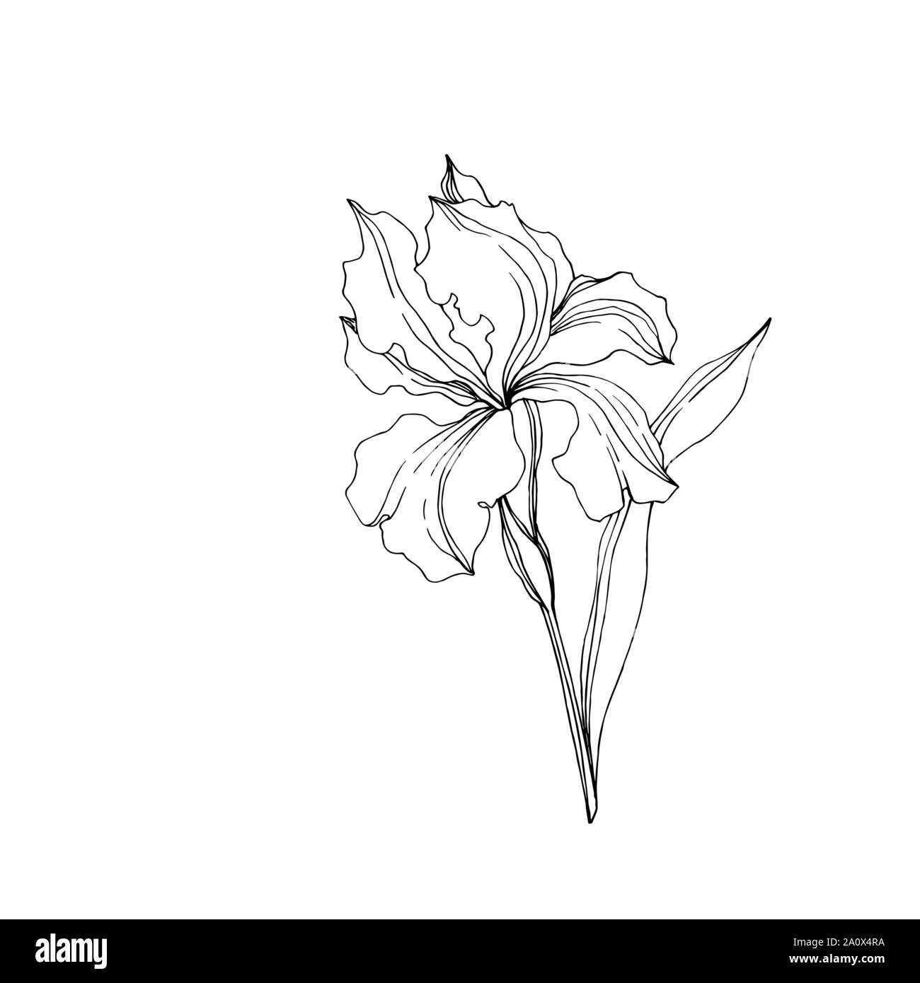 Vector floral iris fleurs botanique. Lame de ressort sauvages isolés de fleurs sauvages. Gravée en noir et blanc L'art d'encre iris isolés élément illustration jn Illustration de Vecteur