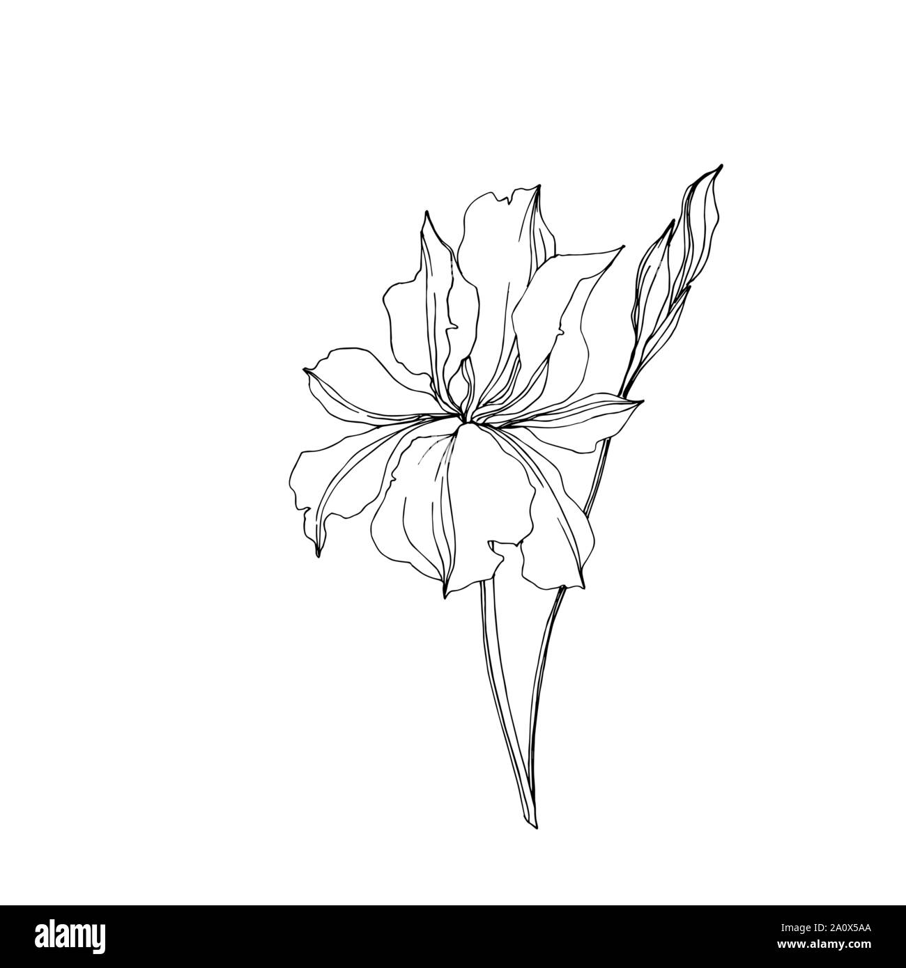 Vector floral iris fleurs botanique. Lame de ressort sauvages isolés de fleurs sauvages. Gravée en noir et blanc L'art d'encre iris isolés élément illustration jn Illustration de Vecteur