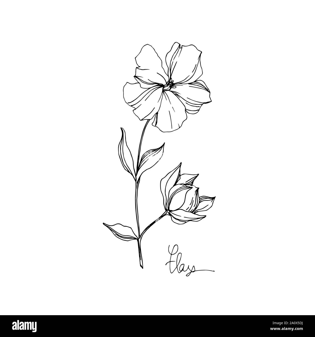 Vector floral fleurs botanique de lin. Lame de ressort sauvages isolés de fleurs sauvages. Gravée en noir et blanc L'art de l'encre sur l'élément isolé illustration lin wh Illustration de Vecteur