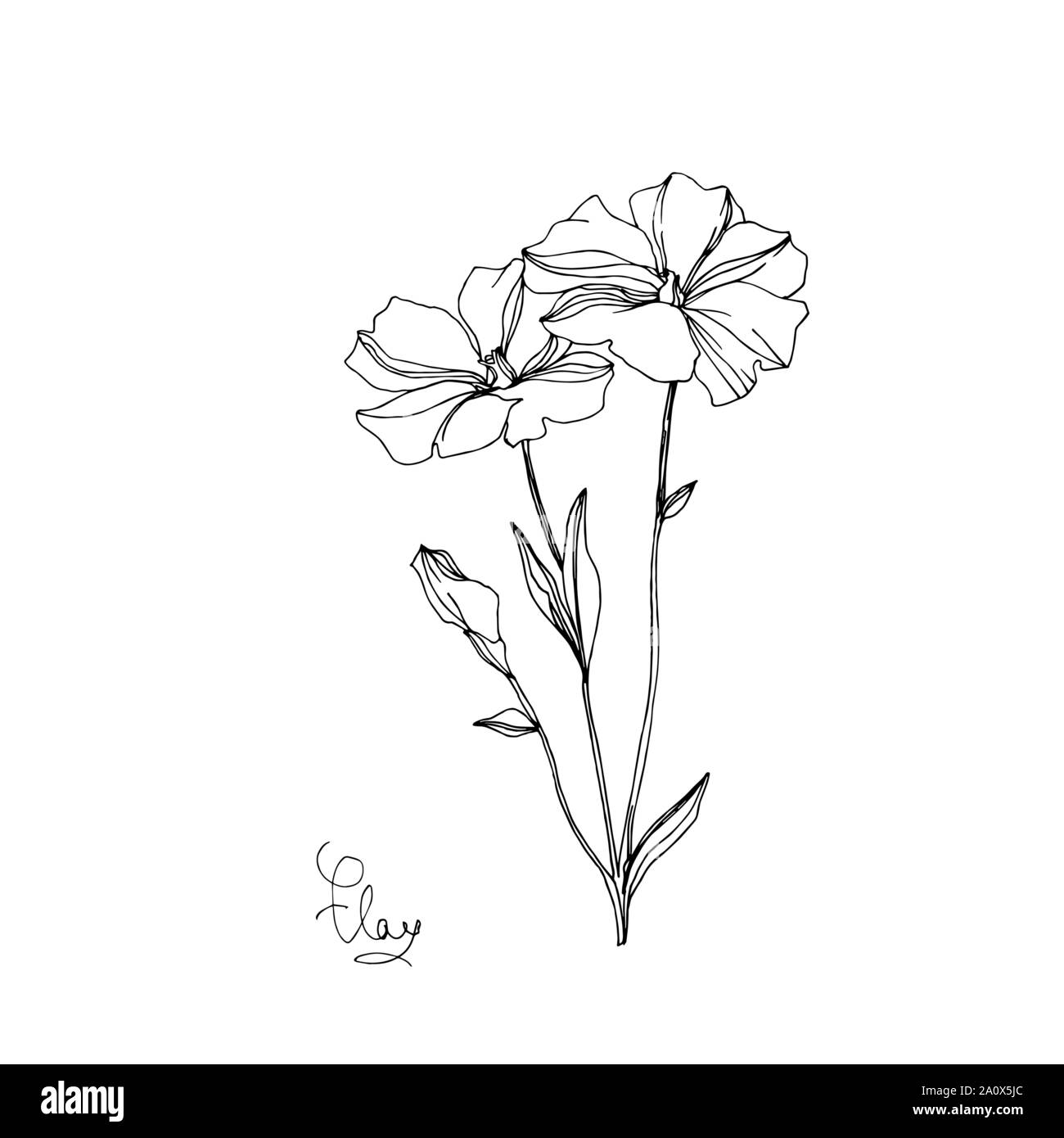 Vector floral fleurs botanique de lin. Lame de ressort sauvages isolés de fleurs sauvages. Gravée en noir et blanc L'art de l'encre sur l'élément isolé illustration lin wh Illustration de Vecteur