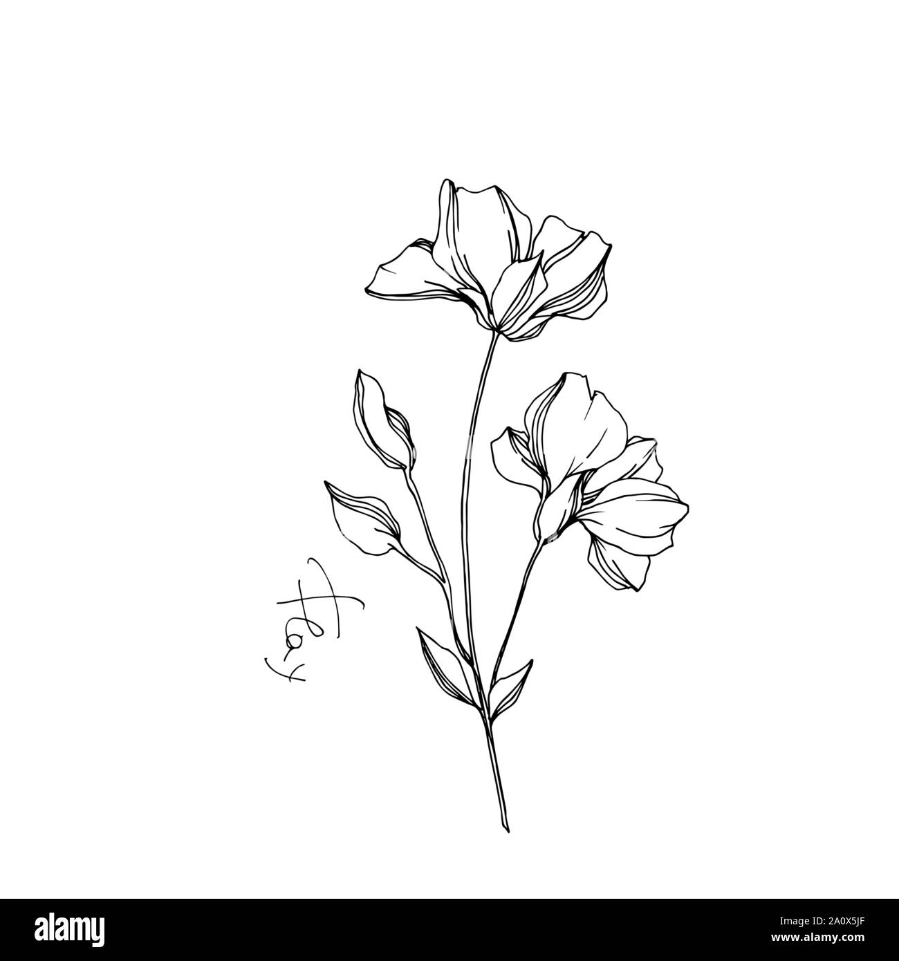 Vector floral fleurs botanique de lin. Lame de ressort sauvages isolés de fleurs sauvages. Gravée en noir et blanc L'art de l'encre sur l'élément isolé illustration lin wh Illustration de Vecteur