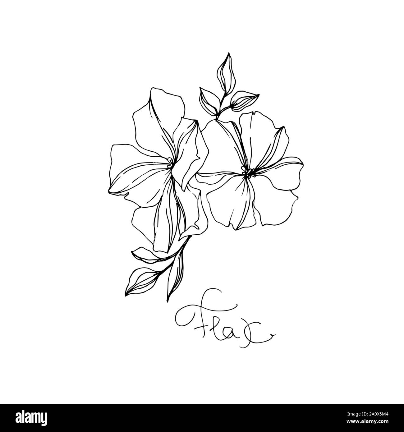 Vector floral fleurs botanique de lin. Lame de ressort sauvages isolés de fleurs sauvages. Gravée en noir et blanc L'art de l'encre sur l'élément isolé illustration lin wh Illustration de Vecteur