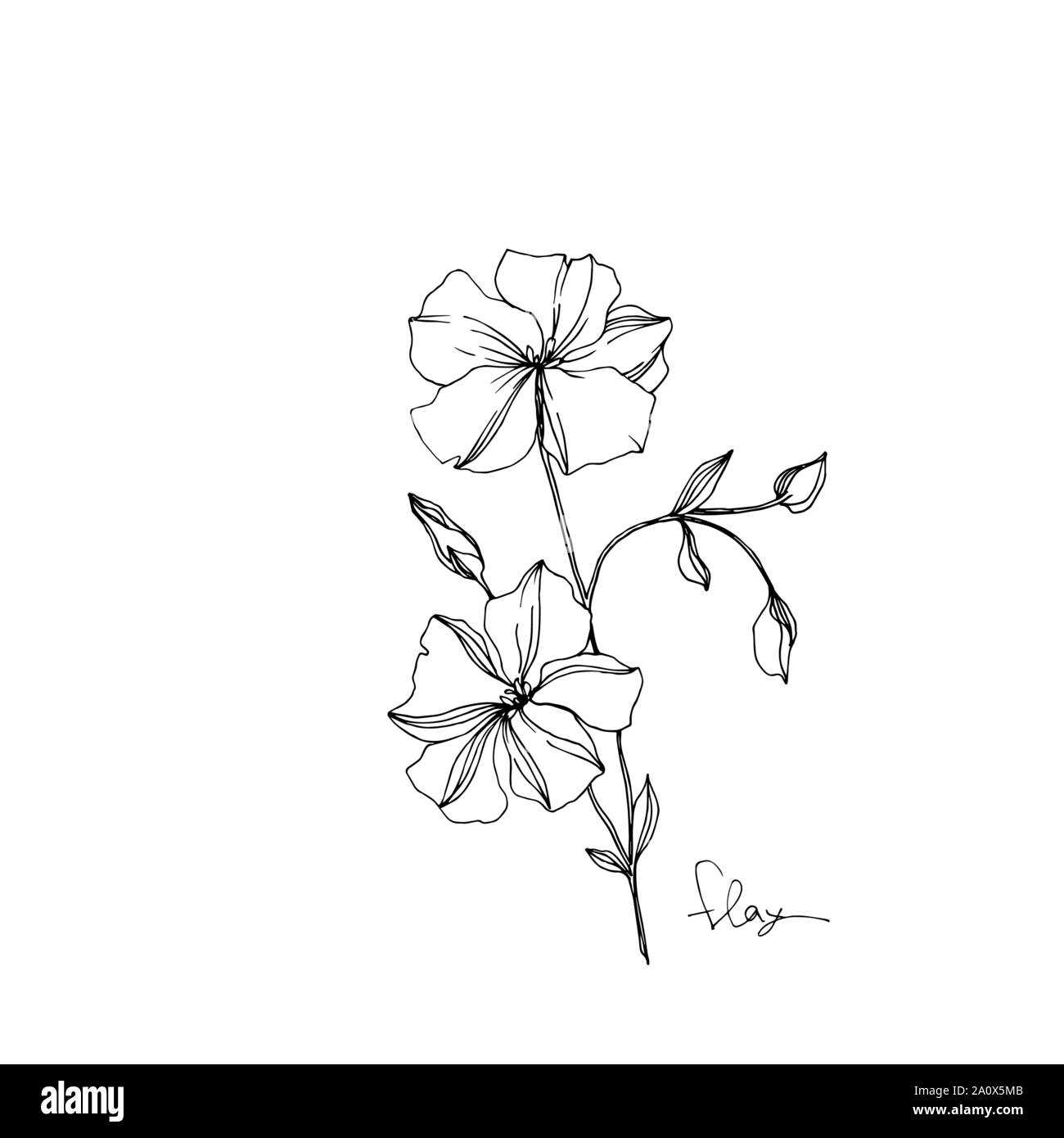 Vector floral fleurs botanique de lin. Lame de ressort sauvages isolés de fleurs sauvages. Gravée en noir et blanc L'art de l'encre sur l'élément isolé illustration lin wh Illustration de Vecteur