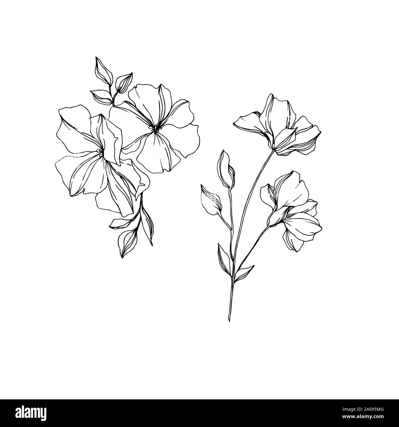 Vector floral fleurs botanique de lin. Lame de ressort sauvages isolés de fleurs sauvages. Gravée en noir et blanc L'art de l'encre sur l'élément isolé illustration lin wh Illustration de Vecteur