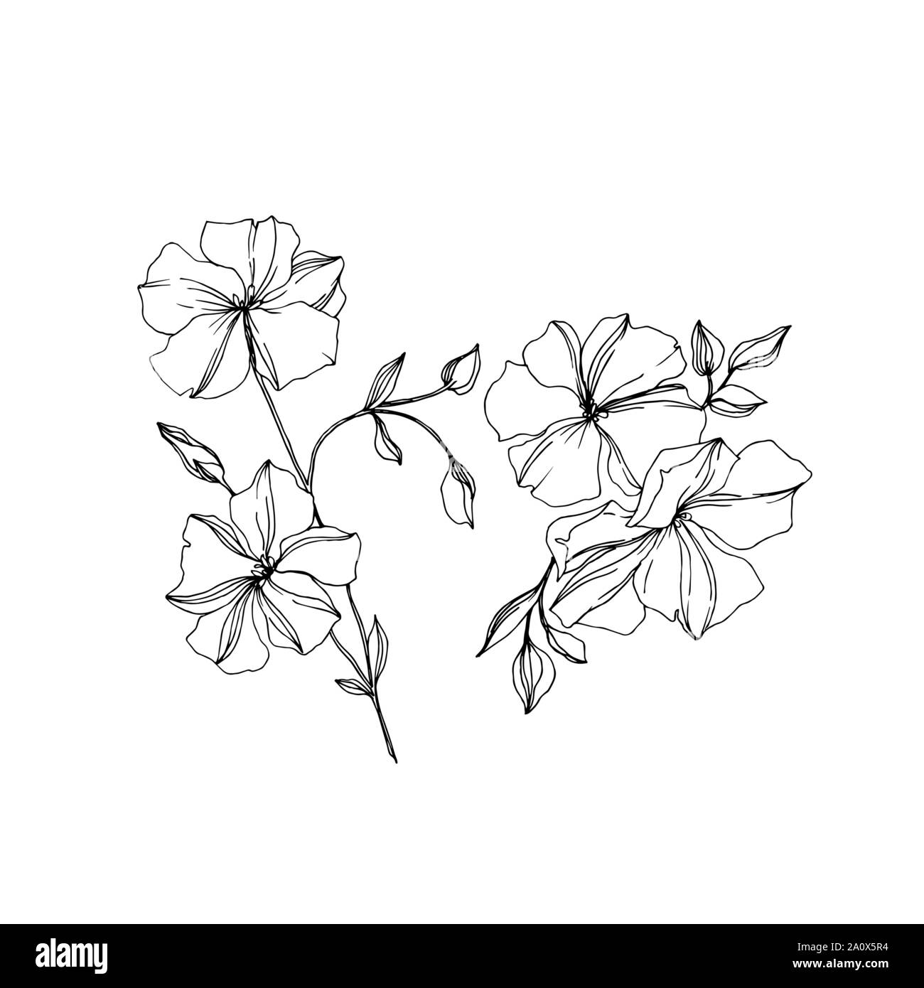 Vector floral fleurs botanique de lin. Lame de ressort sauvages isolés de fleurs sauvages. Gravée en noir et blanc L'art de l'encre sur l'élément isolé illustration lin wh Illustration de Vecteur