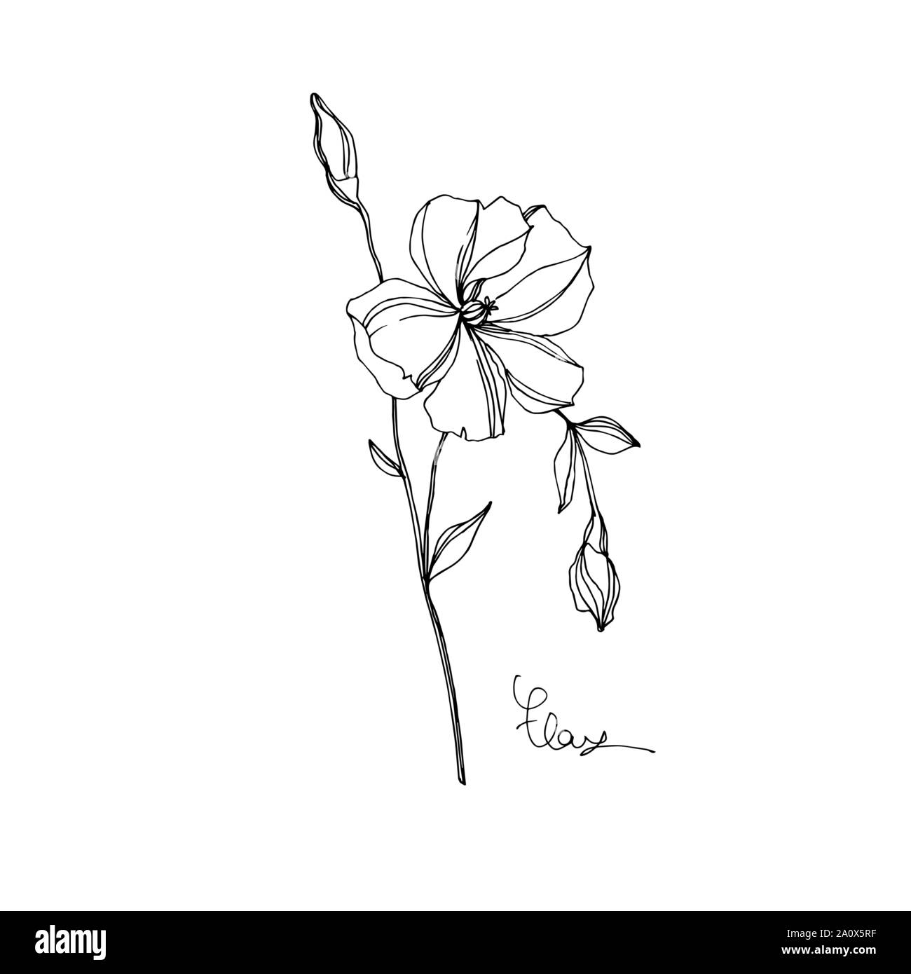 Vector floral fleurs botanique de lin. Lame de ressort sauvages isolés de fleurs sauvages. Gravée en noir et blanc L'art de l'encre sur l'élément isolé illustration lin wh Illustration de Vecteur
