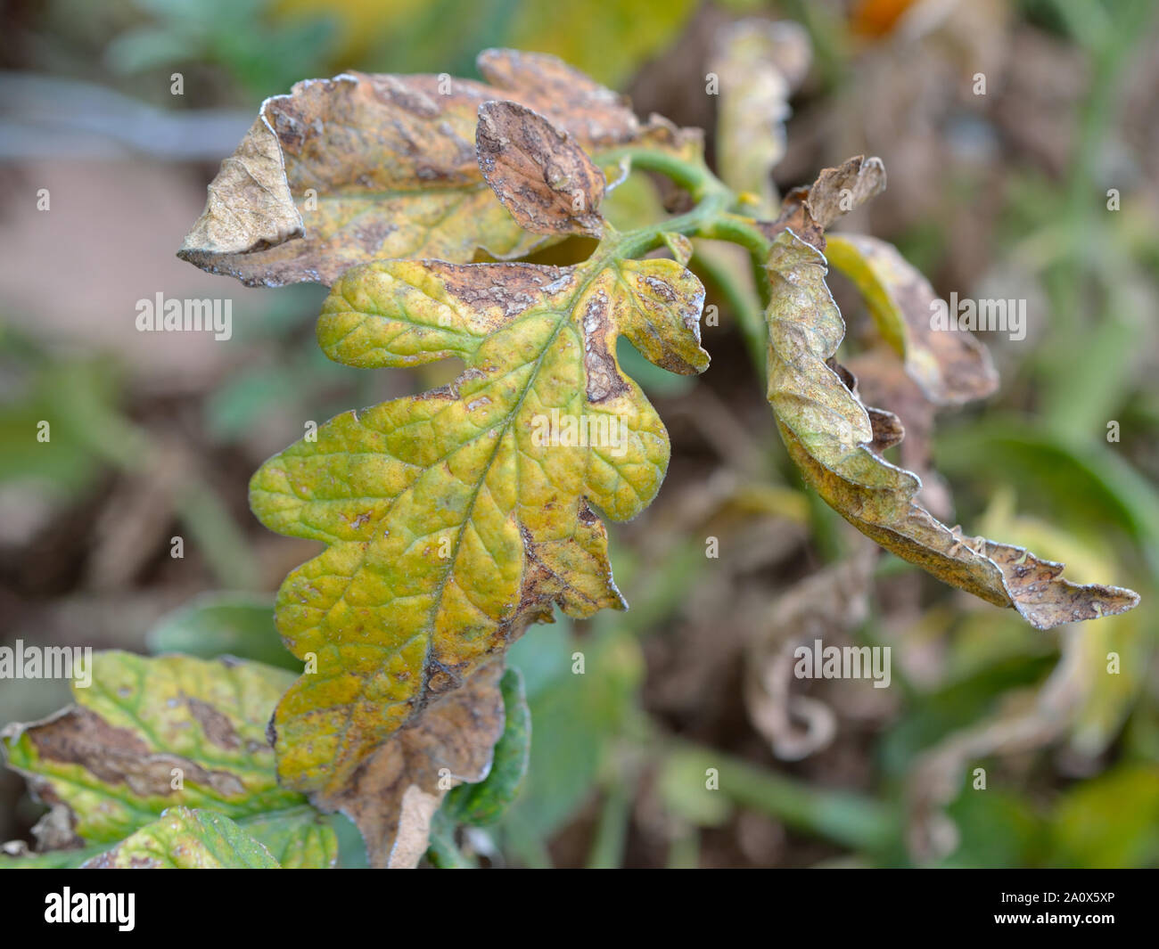 Le mildiou se propage de plants de tomate, Phytophthora infestans Banque D'Images