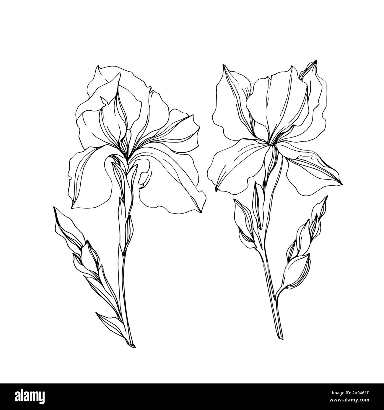 Vector floral iris fleurs botanique. Lame de ressort sauvages isolés de fleurs sauvages. Gravée en noir et blanc L'art d'encre iris isolés élément illustration jn Illustration de Vecteur